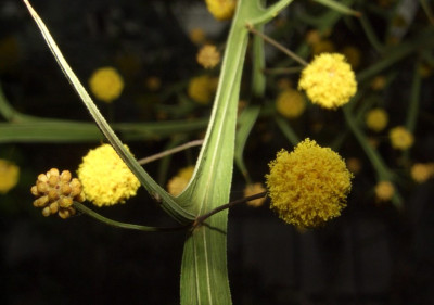 Acacia_trigonophylla.jpg
