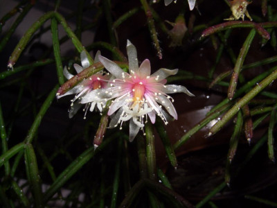 Rhipsalis.jpg