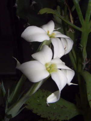 Kalanchoe.jpg