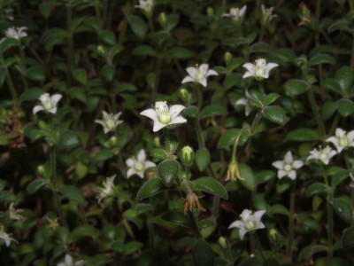 Crassula_browniana.jpg
