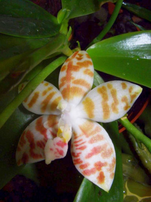 Phalaenopsis_amboinensis.jpg