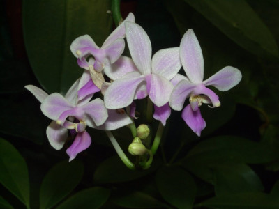 Phalaenopsis_equestris.jpg
