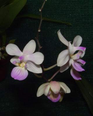 Phalaenopsis_lindenii.jpg