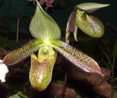 Paphiopedilum_wardii.jpg