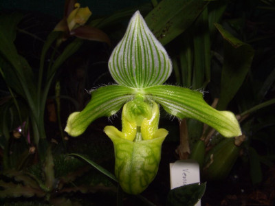 Paphiopedlium_venustum_album.jpg