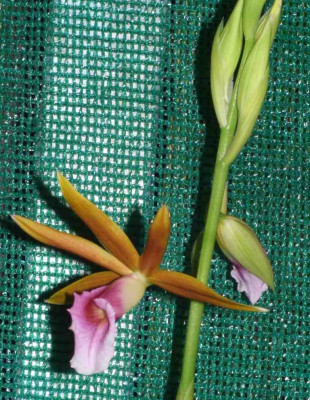 Phaius_tankervilleae.jpg