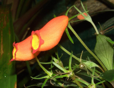 Gloxinia_sylvatica.jpg