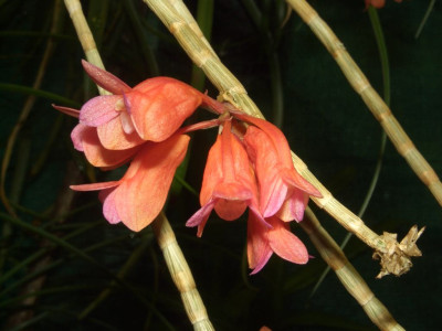 Dendrobium_lawesii.jpg
