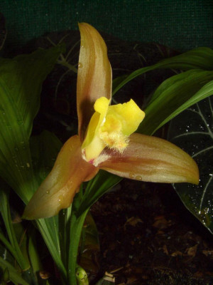 Lycaste_lasioglossa.jpg