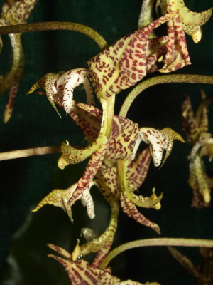 Gongora_truncata.jpg
