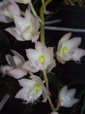 Catasetum_roseum_Blutenstand.jpg
