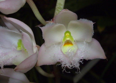 Catasetum_roseum_Einzelblute.jpg