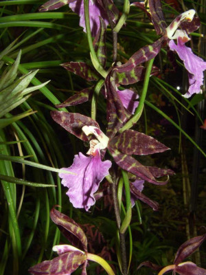 Lemboglossum_bictoniense_x_rossii.jpg