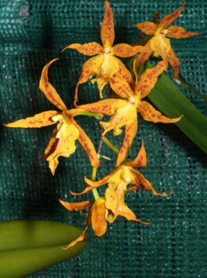 Ada_aurantiaca-Hybride.jpg
