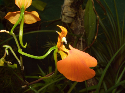 Comparettia_speciosa.jpg