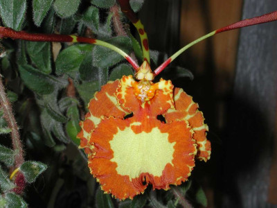 Psychopsis_papilio.jpg