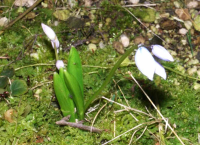 Scilla_mischtschenkoana_2006.jpg