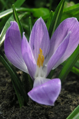 crocus-2.jpg