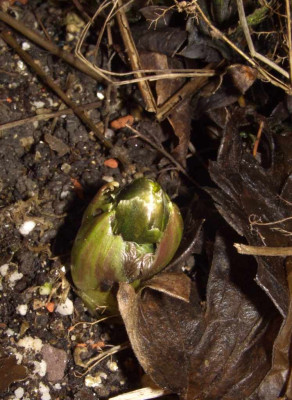 Adonis_amurensis_Austrieb.jpg