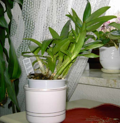 Dendrobium1.jpg