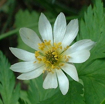 A.brevstyla.JPG