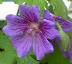 20040504_geranium_magnificum_01k.jpg