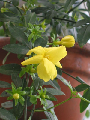 Jasminum_mesnyi.jpg