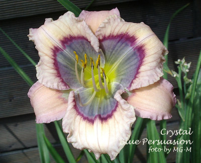 Imgp4026CryBPersuasion.jpg