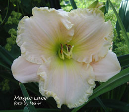Magic-Lace-k.jpg