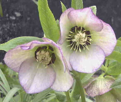 Helleborus01Rimg0153.JPG