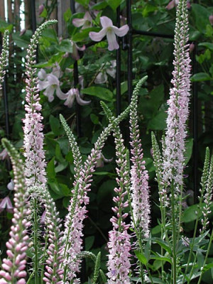 1veronica-longifolia.jpg