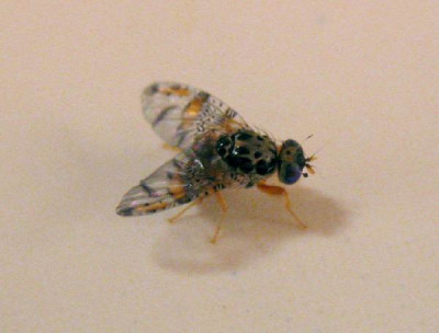 Fliege.jpg