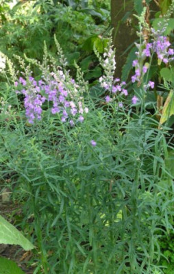 Linaria_purpurea_sept_05.jpg