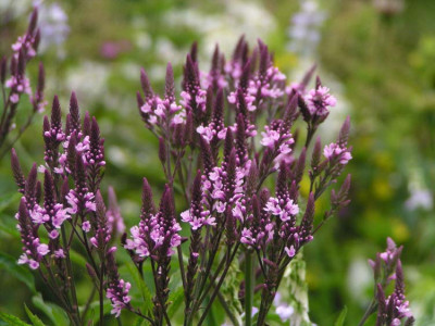 verbena_hastata_kati.jpg