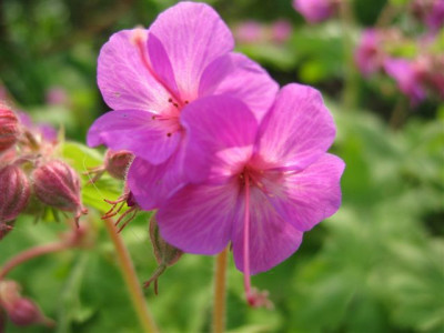 Geranium_unbekannt.jpg