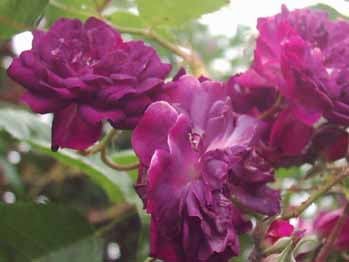 Bleu_Magenta_7_Kopie.jpg