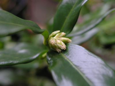 Sarcococca_confusa_080106.jpg