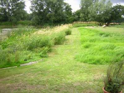 Wiese_14.JPG