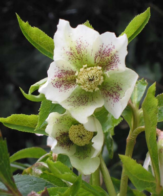 Helleborus_F.jpg