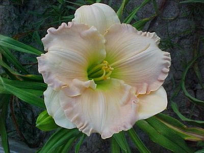 Linda_Agin_051401-G.jpg