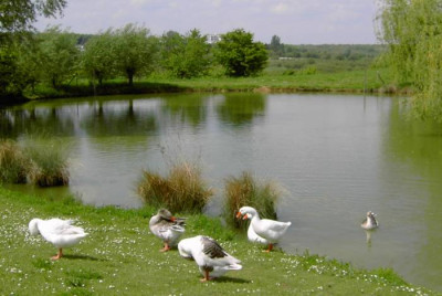 geflugelamteich.jpg