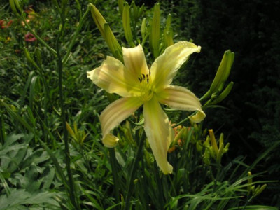 Hem_Lola_Brenham_Jul_05.jpg