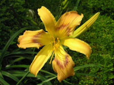 Hem_On_Silken_Thread_Juli_05.jpg