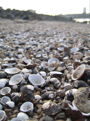 rhein_muscheln.jpg