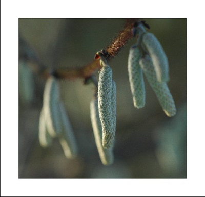 Januar_1__08-01-06.jpg