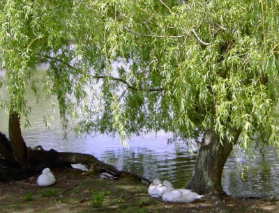 geflugelamteich2.jpg