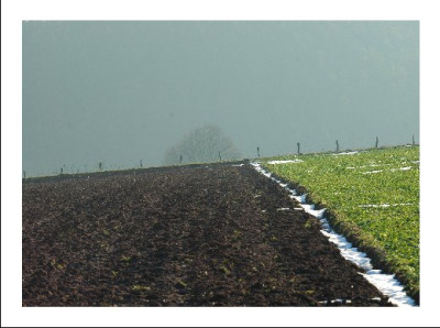 Grun_Feld_1_08-01-06.jpg