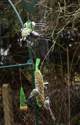 Schwanzmeise-01-06.jpg