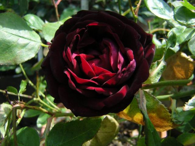 Louis_XIV_051o.JPG