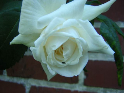 White_Cockade_05o.JPG